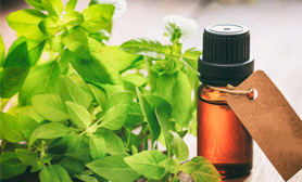 essential oils manufacturing